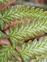 Diplazium tomentosum