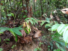 Sphedanus quadrimaculatus