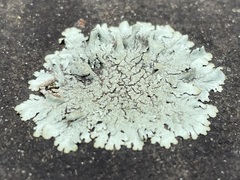 Xanthoparmelia plittii