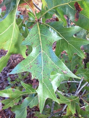 Quercus laevis
