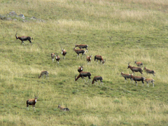 Damaliscus pygargus phillipsi