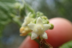 Zehneria scabra