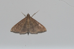 Herpetogramma licarsisalis