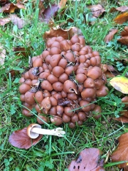 Britzelmayria multipedata