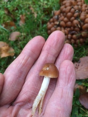 Britzelmayria multipedata