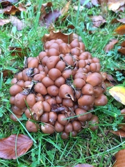 Britzelmayria multipedata