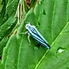Poecilocarda cosmopolita