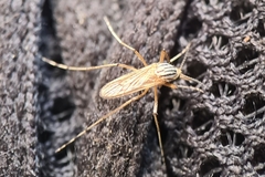Aedes vittiger