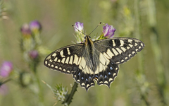 Papilio hospiton