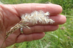 Melica racemosa
