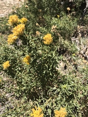 Chrysothamnus viscidiflorus viscidiflorus