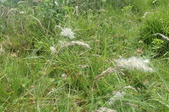 Melica racemosa