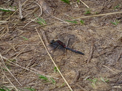 Leucorrhinia rubicunda