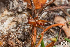 Castianeira gertschi