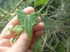 Zehneria scabra