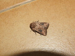 Mythimna languida