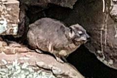 Procavia capensis