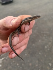 Pseudemoia pagenstecheri