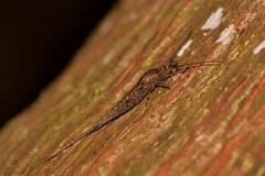 Nesomachilis