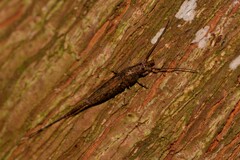 Nesomachilis