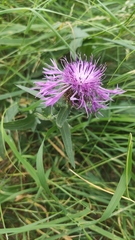 Centaurea nervosa