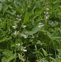 Penstemon digitalis