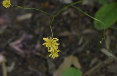 Hieracium venosum