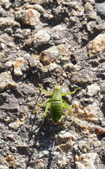 Barbitistes serricauda