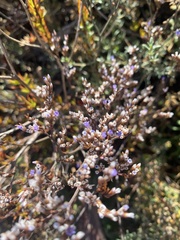 Limonium californicum