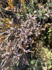 Limonium californicum