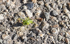 Barbitistes serricauda