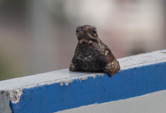 Caprimulgus jotaka
