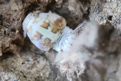 Scolypopa australis