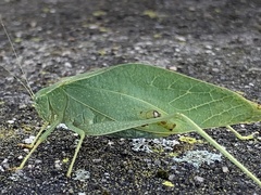 Microcentrum rhombifolium