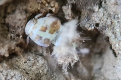 Scolypopa australis