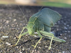 Microcentrum rhombifolium