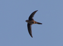 Cypsiurus balasiensis