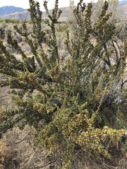 Purshia tridentata