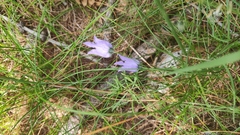 Campanula excisa
