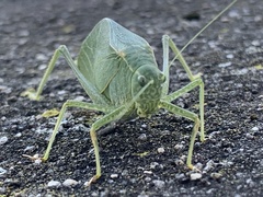 Microcentrum rhombifolium