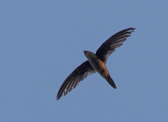 Cypsiurus balasiensis