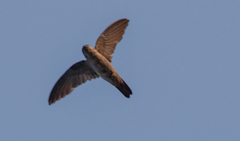 Aerodramus germani