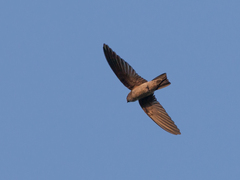 Aerodramus germani