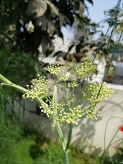 Foeniculum vulgare