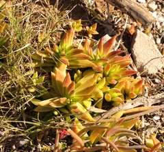 Crassula capitella thyrsiflora