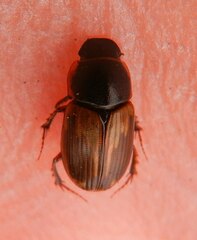 Melinopterus prodromus