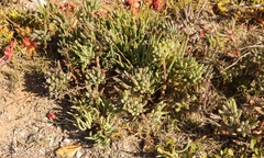 Crassothonna cacalioides