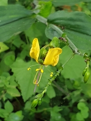 Aneilema aequinoctiale