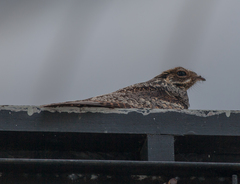 Caprimulgus jotaka