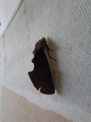 Gonodonta